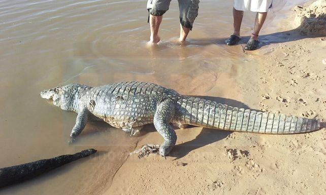 Apareció un yacaré en las costas entrerrianas