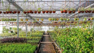 Las temperaturas cambiantes y las lluvias afectan los ciclos de floración de las plantas