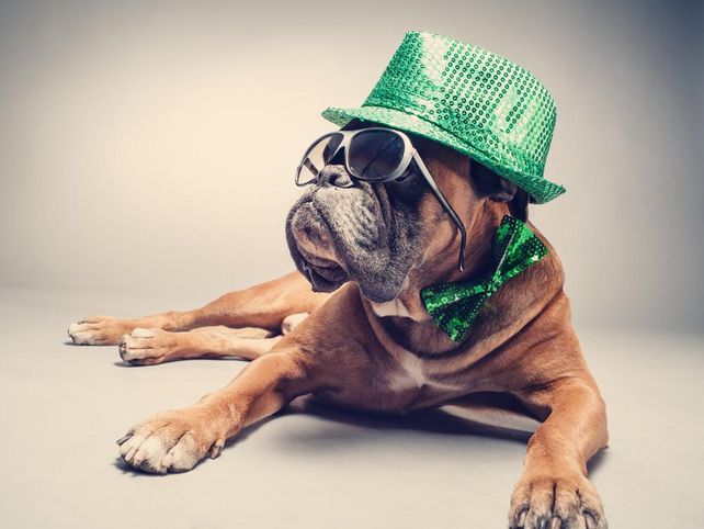 20 cosas que los perros odian y vos no lo sabés