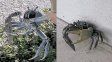 Un cangrejo con una navaja se volvió viral y provocó pánico y bromas en Florida