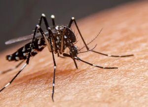 Dengue en Santa Fe: Salud registró un descenso de la curva de casos por tercera semana consecutiva