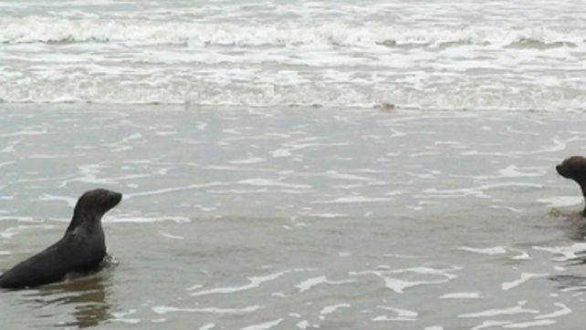 sanos y salvos . Dos de los cuatro lobos marinos que regresaron al mar