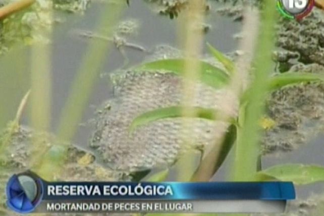 Preocupa la aparición de peces muertos en la reserva ecológica