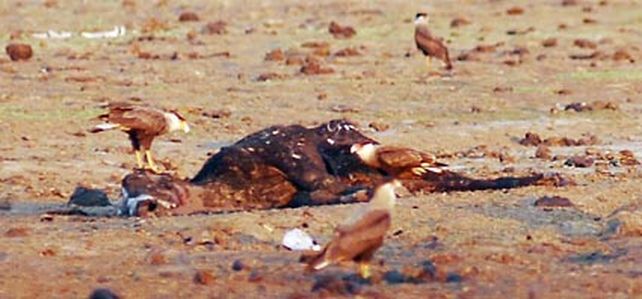 Pese a la ayuda, la sequ&iacute;a del norte ofrece una postal de la desolaci&oacute;n