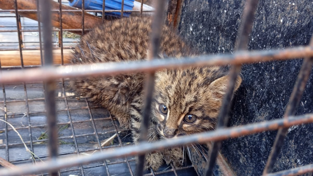 El pequeño gato montés de entre 3 y 6 meses de vida que encontraron en la zona oeste de Rosario&nbsp;