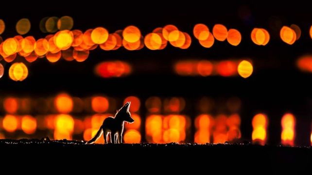 Las asombrosas fotos de la naturaleza premiadas en un concurso
