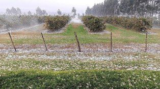 El granizo afectó a las quintas citrícolas del norte entrerriano.