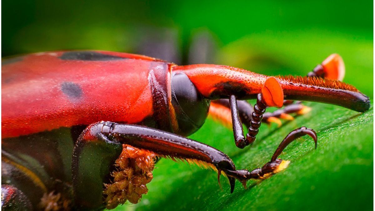 Senasa actualizó medidas para prevenir el picudo rojo de las palmeras