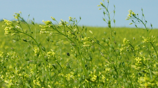 El aceite de camelina tiene características particulares, que lo hacen muy adecuado para los biocombustibles.