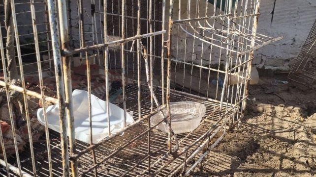 La jaula de la cual se escapo uno de los perros que atacaron a la mujer y su nieta
