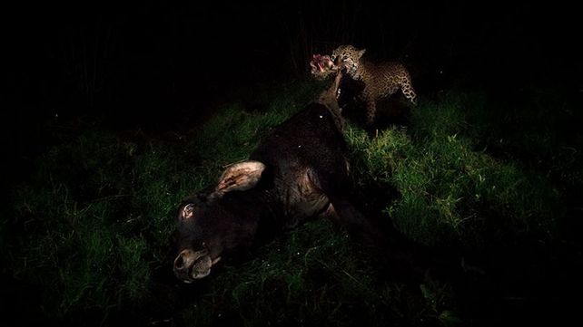 Imágenes ganadoras del premio Fotógrafo de Vida Silvestre 2018