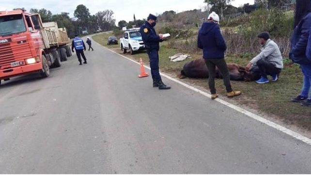 Otra vez un caballo suelto provoca un siniestro vial