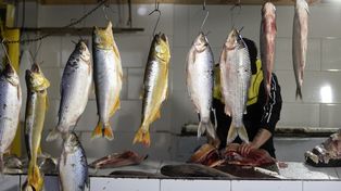 Ordenan a la provincia evitar la depredación de peces en el Paraná