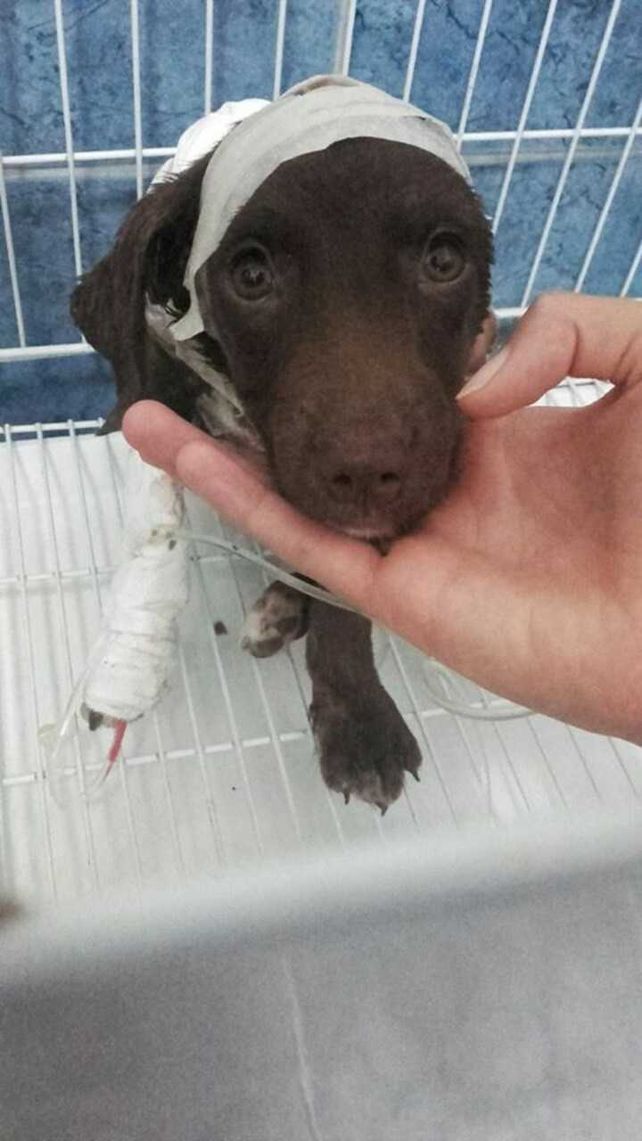 Aplican la pena máxima posible al acusado de haber despellejado a Chocolate