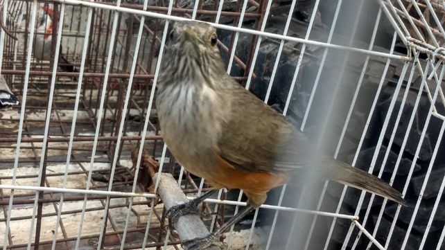 Enseñaron a los chicos sobre la conservación de la fauna silvestre