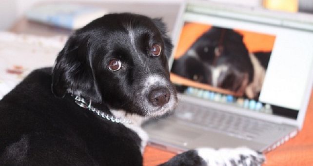 Día del Animal: ¿tu perro es más famoso que vos en Twitter?