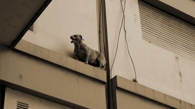 El emotivo rescate del perro que jugaba a ser equilibrista en un edificio del centro