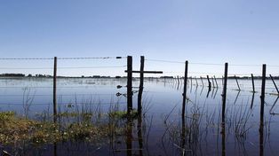 Alrededor de un millón y medio de toneladas de soja se perdieron por las lluvias