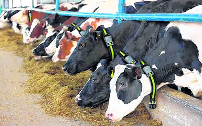 Crece la confianza de productores lácteos e industrias.