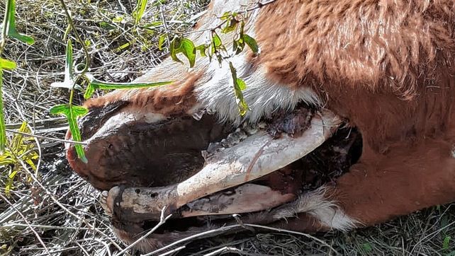 Investigan el caso de una vaca mutilada cerca de Hasenkamp