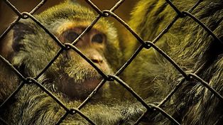 ONU advierte sobre una gran matanza de animales salvajes