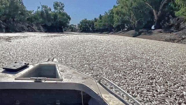 Videos publicados en redes sociales muestran embarcaciones abriéndose paso en un mar de peces muertos que cubren casi por completo la superficie fluvial