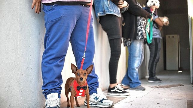 Castraciones gratuitas en la ciudad de Santa Fe