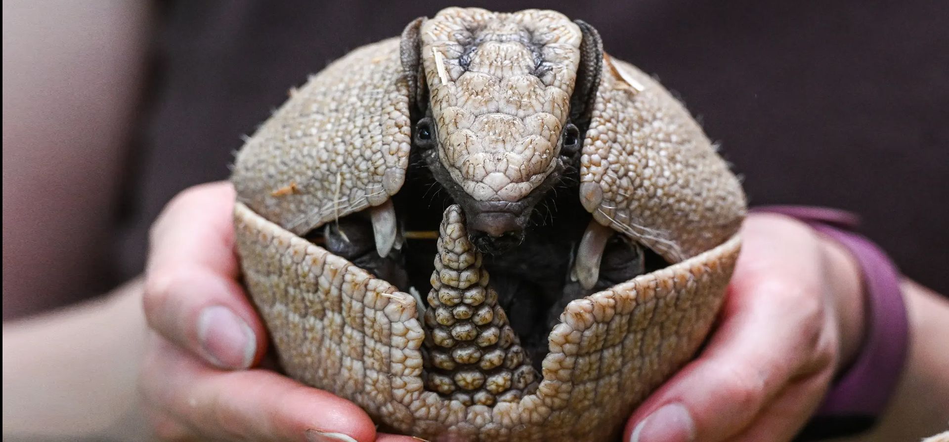 Breslavia, Polonia. Un cuidador del zoológico sostiene un raro armadillo brasileño de tres bandas. Fotografía: Agencia Anadolu/Getty Images