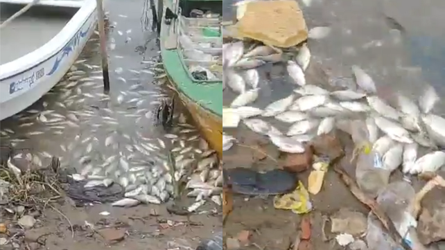 Los peces muertos fueron encontrados en la zona del Club de Pescadores