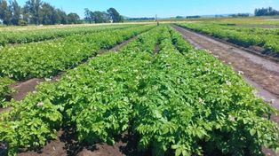 El Inta desarrolla una nueva papa ideal para chips