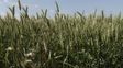 La Bolsa de Rosario subió su pronóstico para el trigo: 24,5 millones de toneladas
