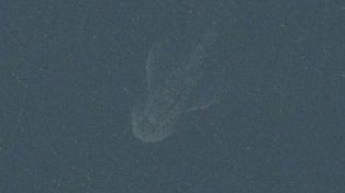 Captan supuesta imagen del monstruo del Lago Ness mediante aplicaciones web