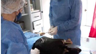 La Municipalidad de Paraná continúa con las castraciones