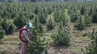 El gobierno le abrió la puerta al cannabis para que sea un superalimento