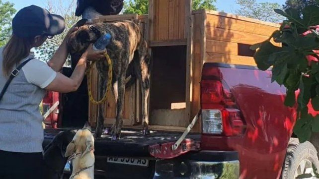 Galgos rescatados antes de disputarse una carrera ilegal en Santo Tomé.