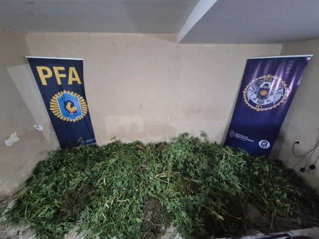 Las hojas de marihuana fueron halladas tras un allanamiento.