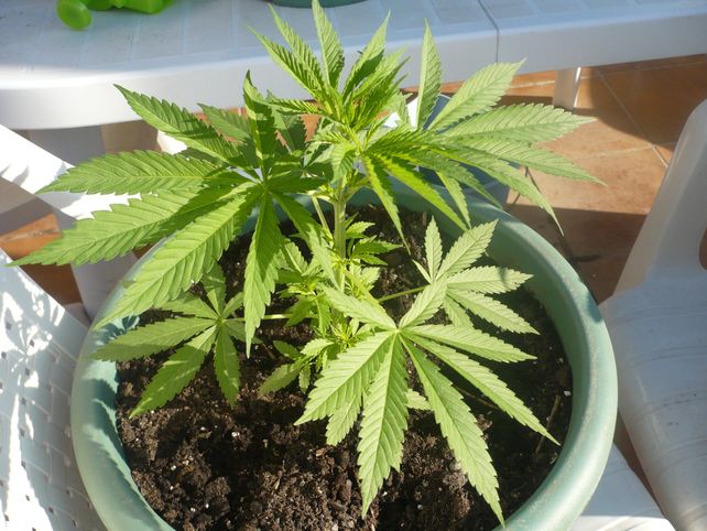 Fue a robar una planta de marihuana de una casa y terminó asesinado de un tiro en el pecho