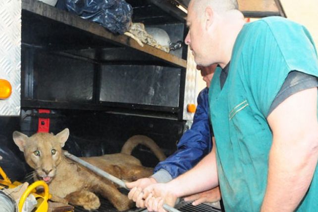 El Grupo Especial de Salvamento y efectivos de la Policía Ambiental pudieron capturar al puma.