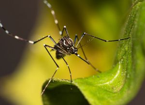 Santa Fe: se confirmó el primer caso autóctono de dengue de la temporada