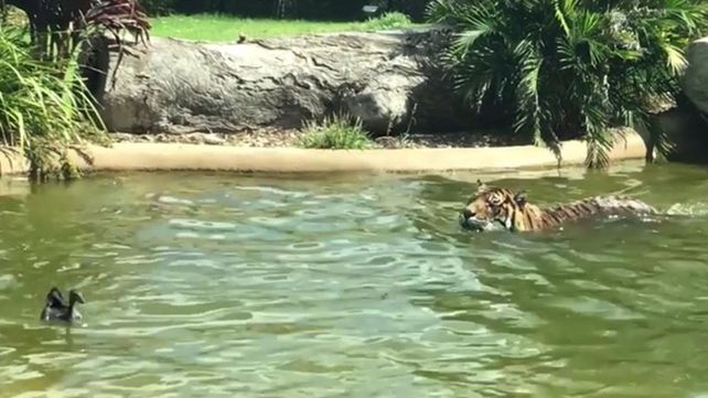 Sin dudas, el pato más valiente del mundo: se enfrenta a un tigre y...¡lo vence!