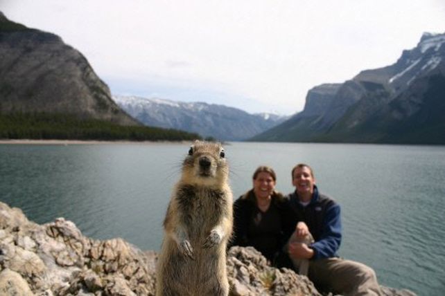 Una ardilla se filtr&oacute; en una foto y se convirti&oacute; en superestrella de la web