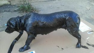 El conmovedor rescate de un perro que fue hallado cubierto de brea en Lanús