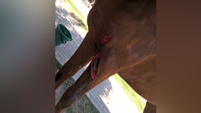 Un caballo resultó herido en un accidente de tránsito