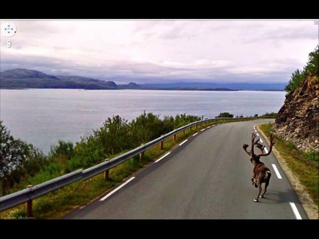 Puede que los cazadores matasen a la madre de Bambi