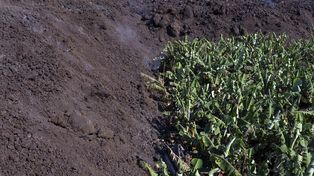 El drama de los agricultores de La Palma: el volcán destruyó sus plantaciones