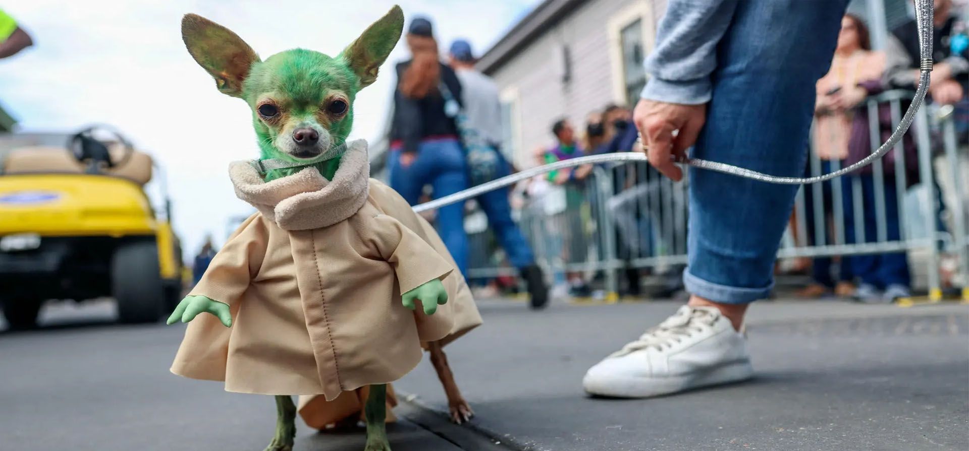 Nueva Orleans, EE. UU. Un chihuahua vestido como Baby Yoda marcha en el Barrio Francés durante el desfile Krewe of Barkus Mardi Gras