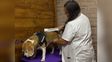 Cada vez más personas en Rosario llevan a sus mascotas a kinesiología y fisiatría